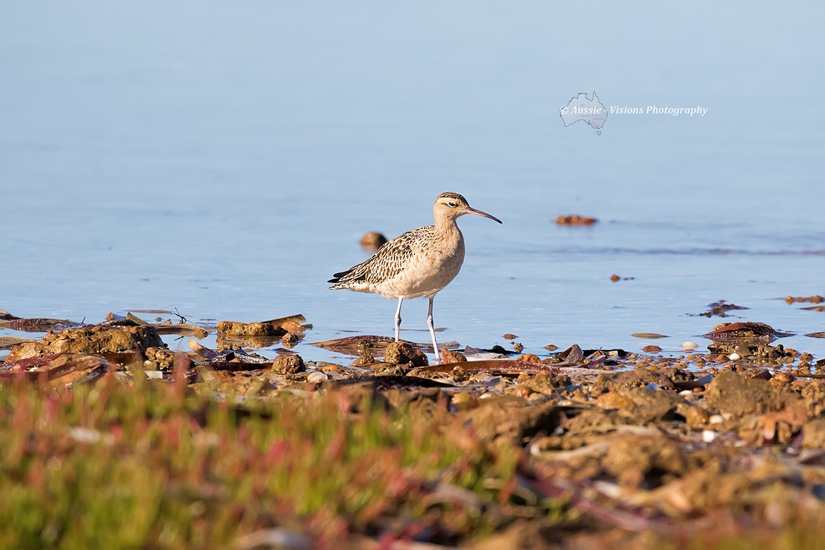 Little Curlew - ML51744331