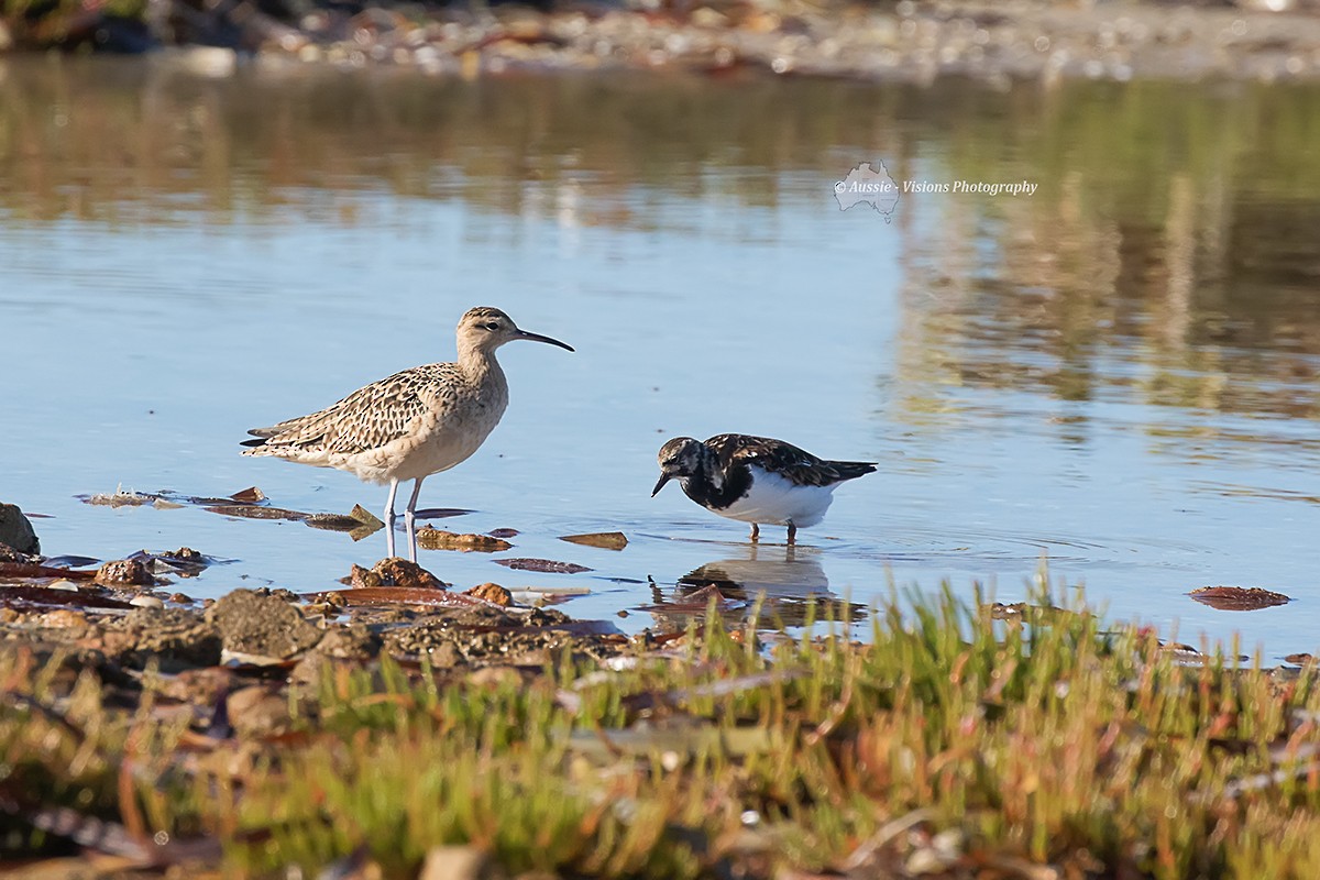 Little Curlew - ML51744341