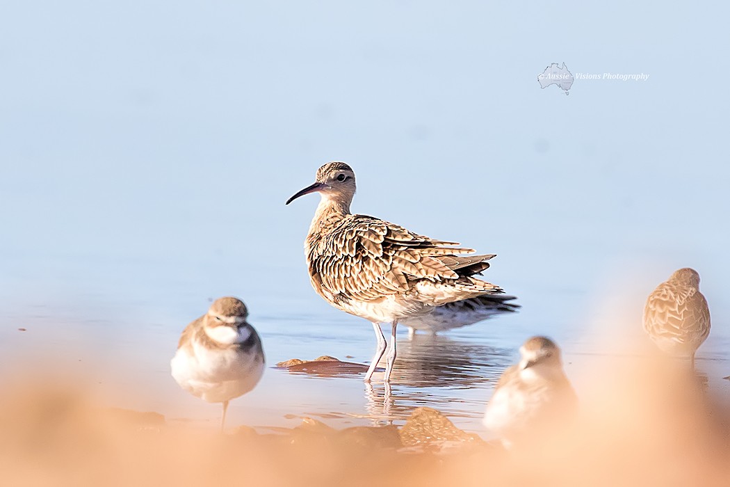 Little Curlew - ML51744371