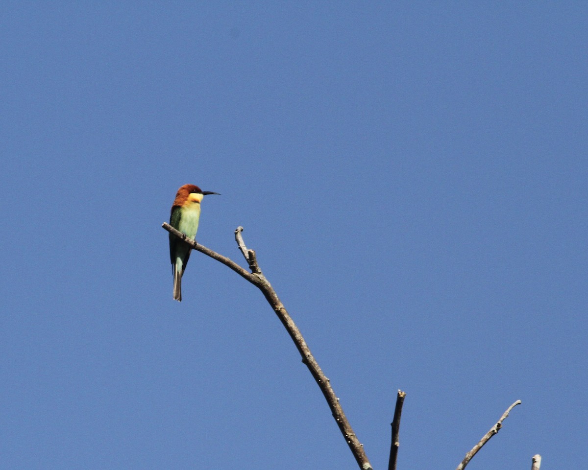 Chestnut-headed Bee-eater - ML517449881