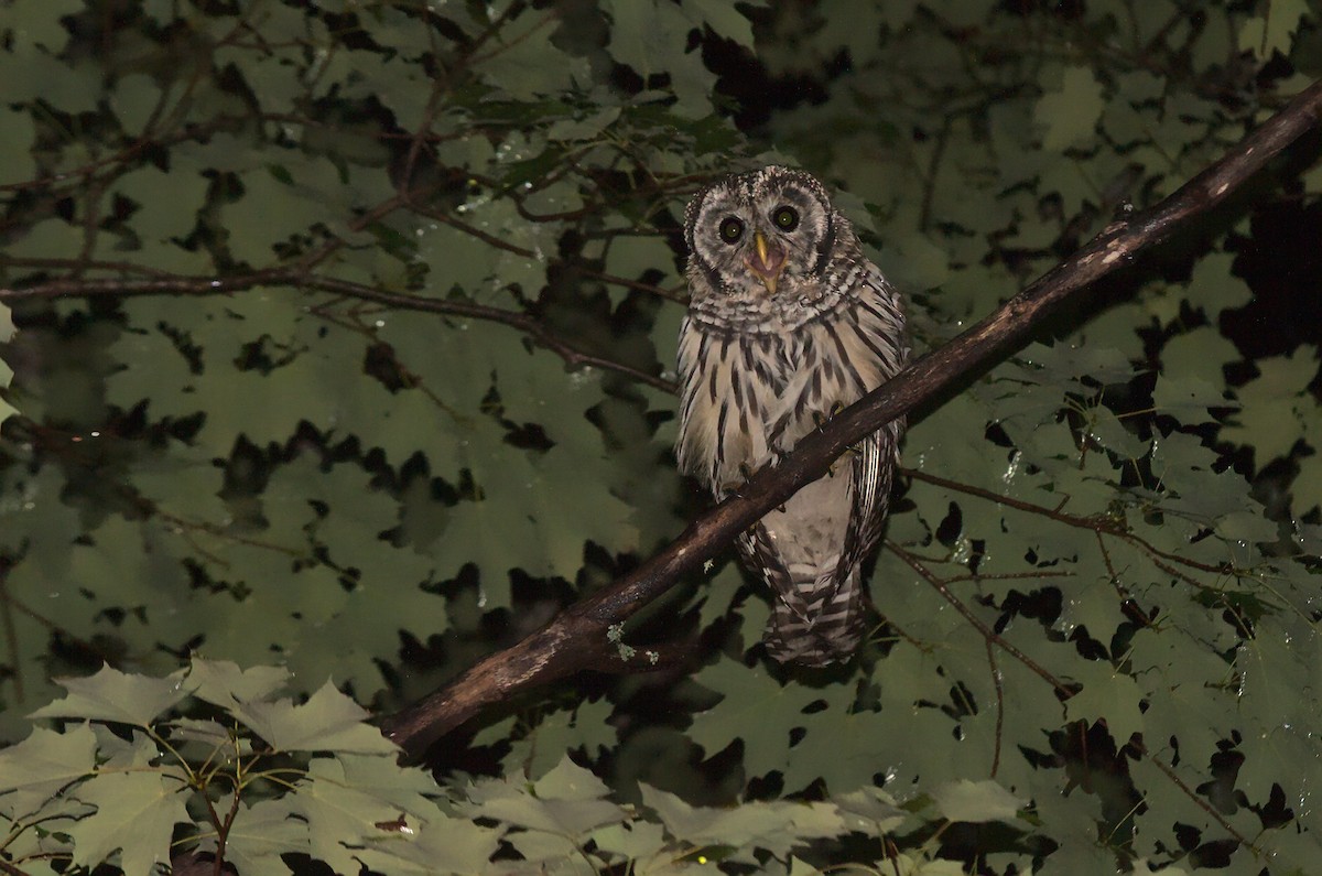 Barred Owl - Caleb Scholtens