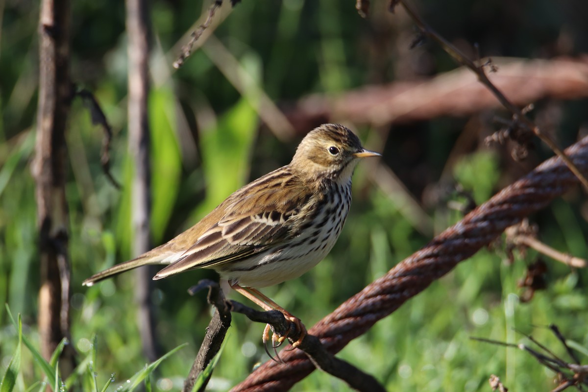 Meadow Pipit - ML517455391