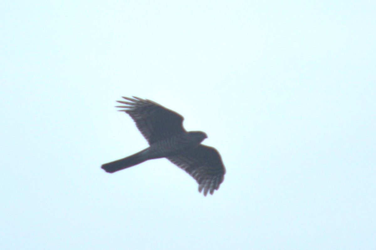 Eurasian Sparrowhawk - ML517457121