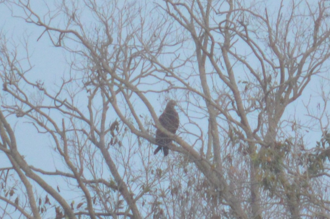 Greater Spotted Eagle - ML517457351