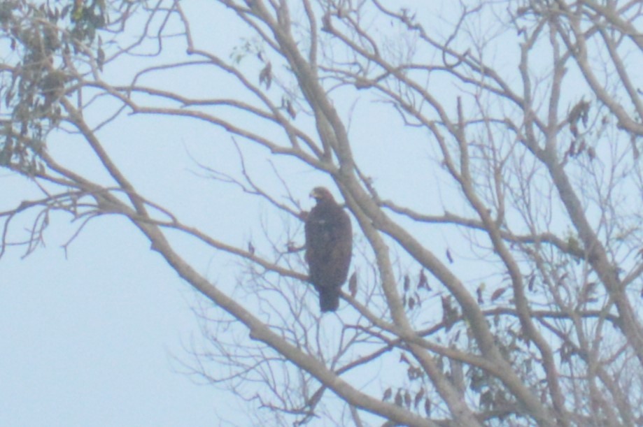 Greater Spotted Eagle - ML517457381