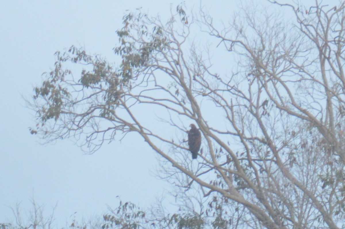 Greater Spotted Eagle - ML517457391