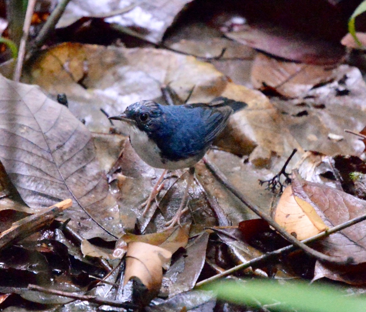 Siberian Blue Robin - marcel finlay