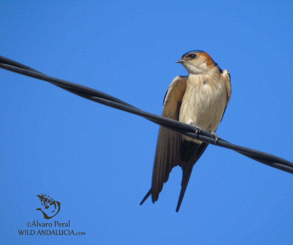 Red-rumped Swallow - Álvaro Peral // Wild Andalucía