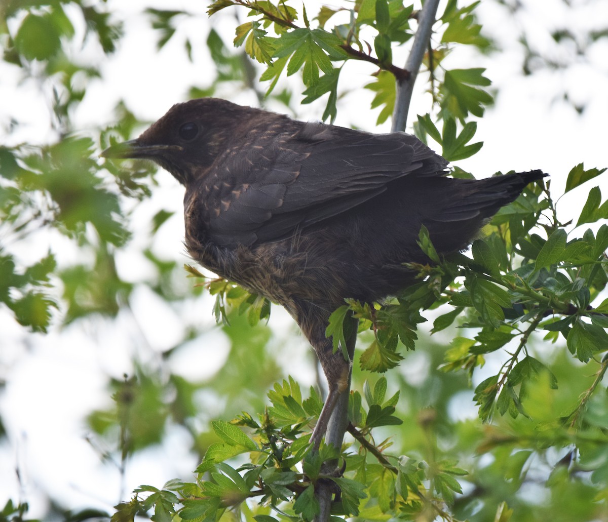 Eurasian Blackbird - A Emmerson