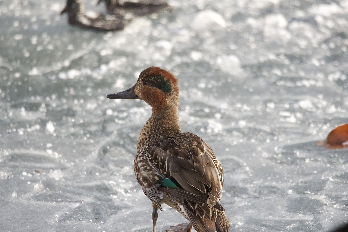 Green-winged Teal - ML517461381