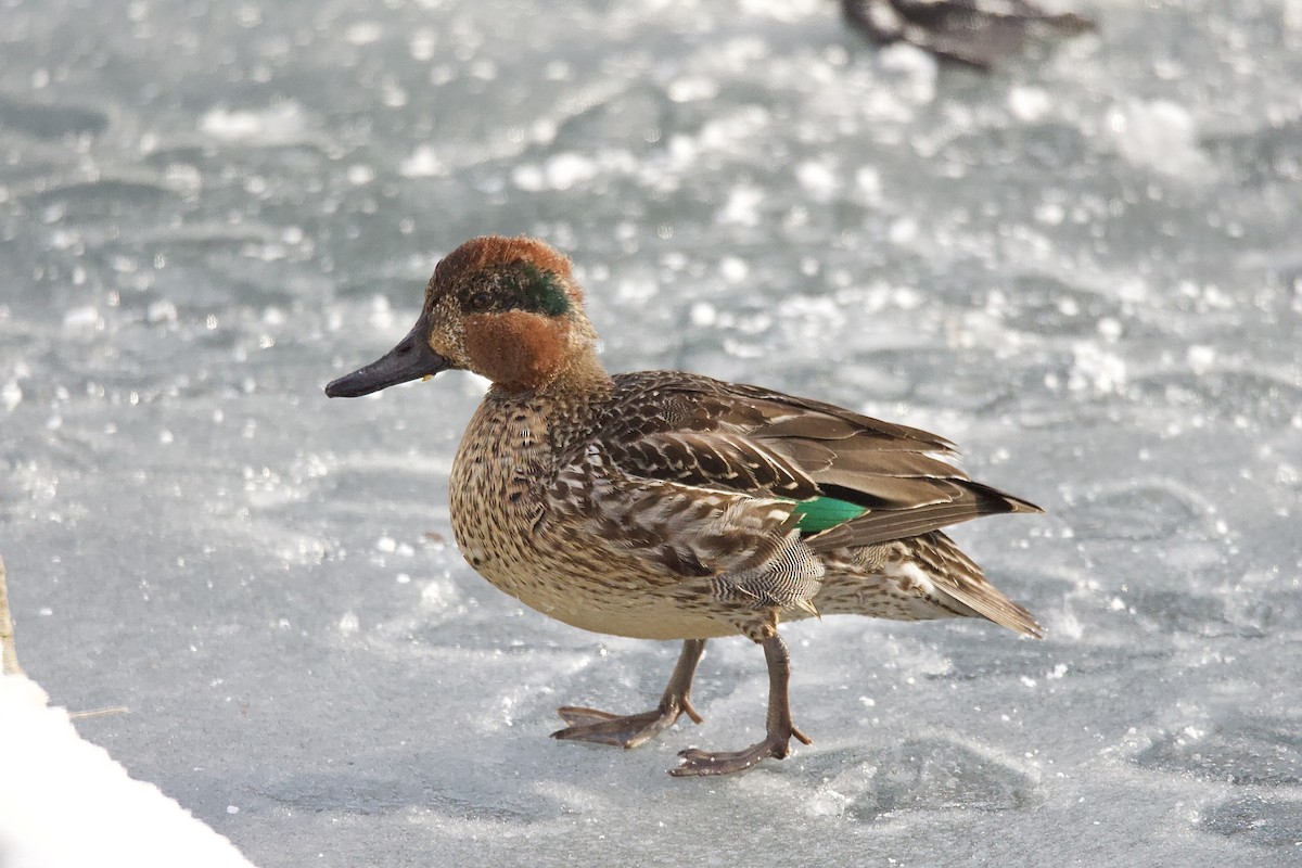 Green-winged Teal - ML517461391