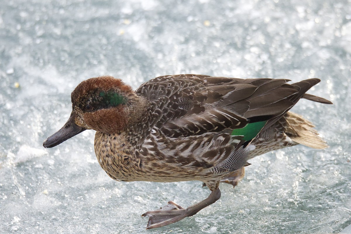 Green-winged Teal - ML517461401