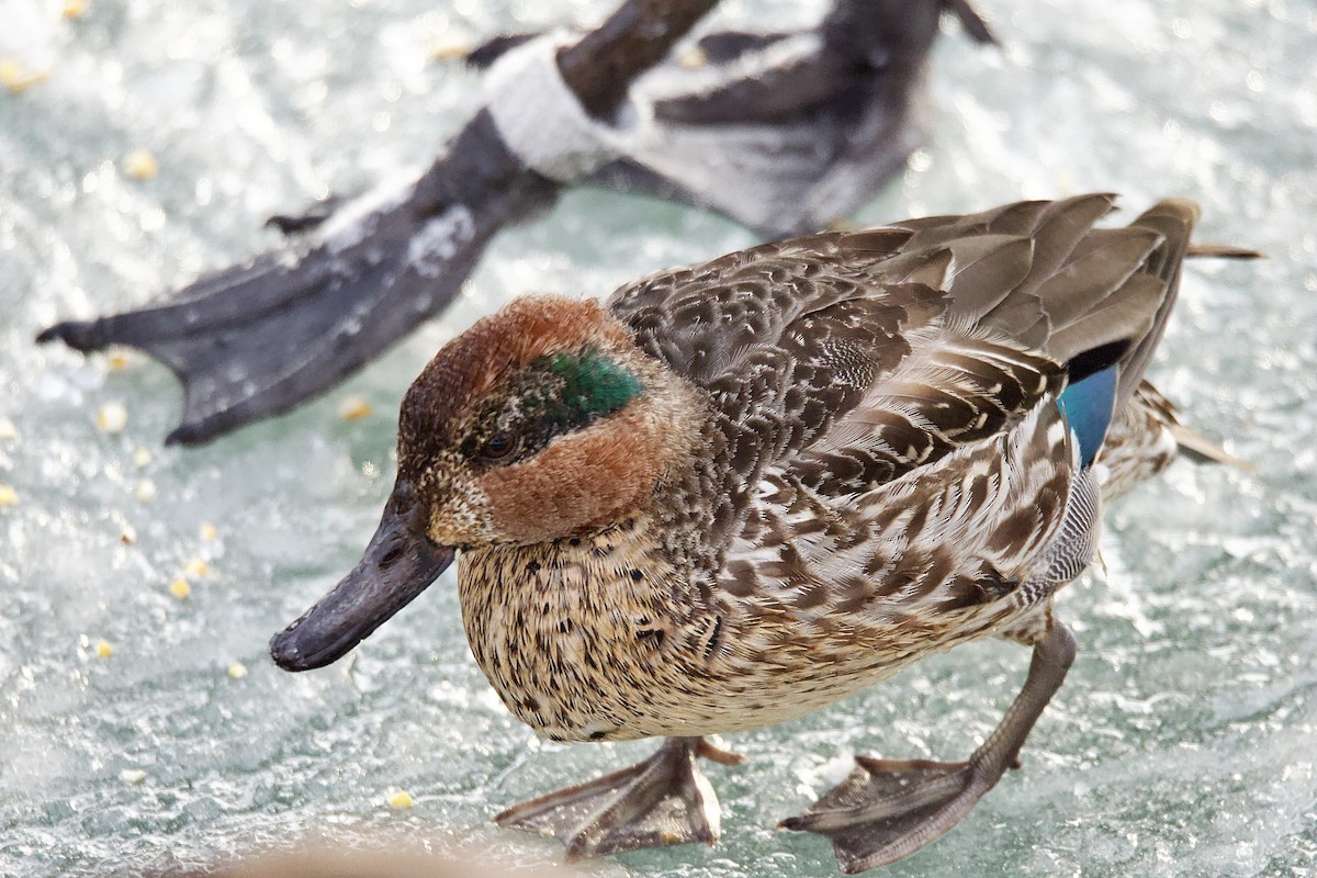 Green-winged Teal - ML517461421