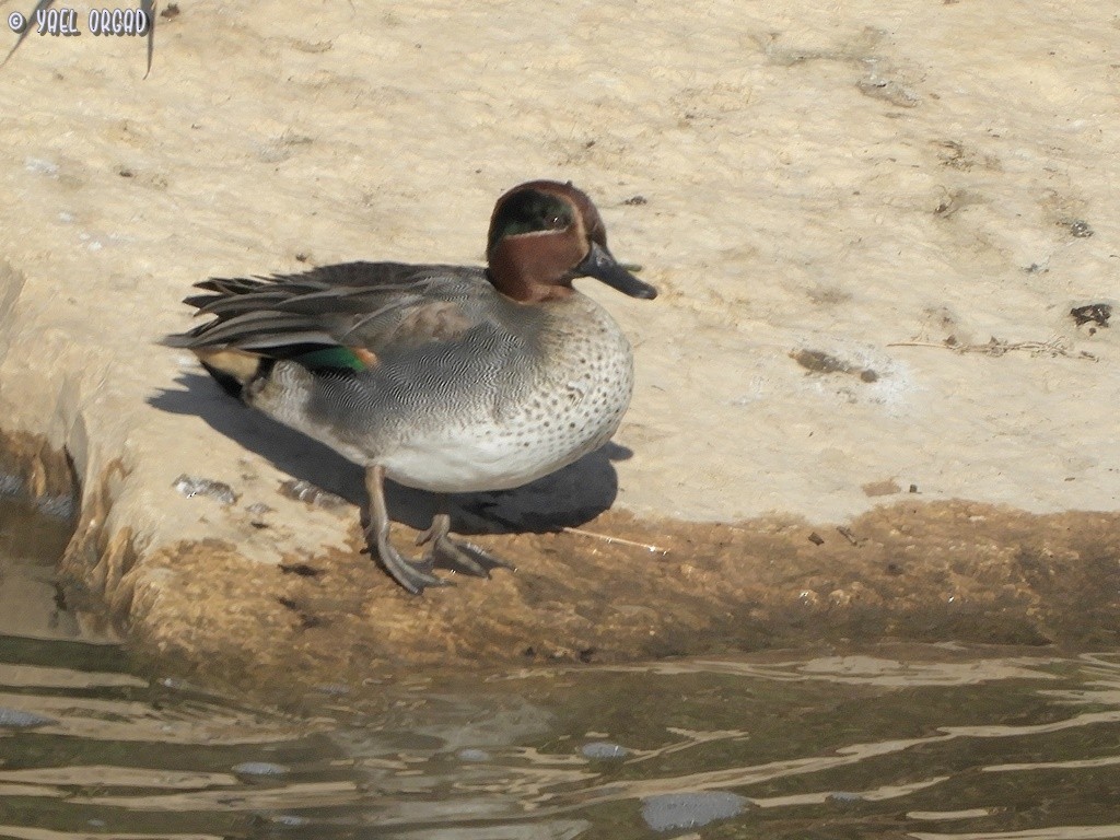 Green-winged Teal - ML517476271