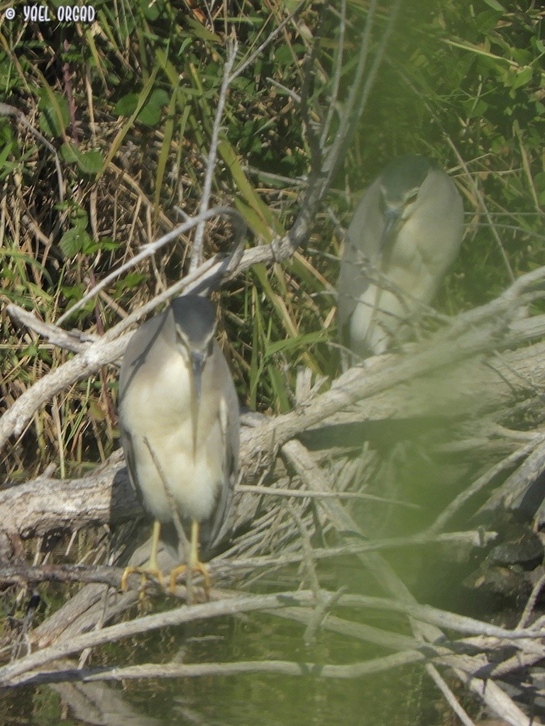 Black-crowned Night Heron - yael orgad