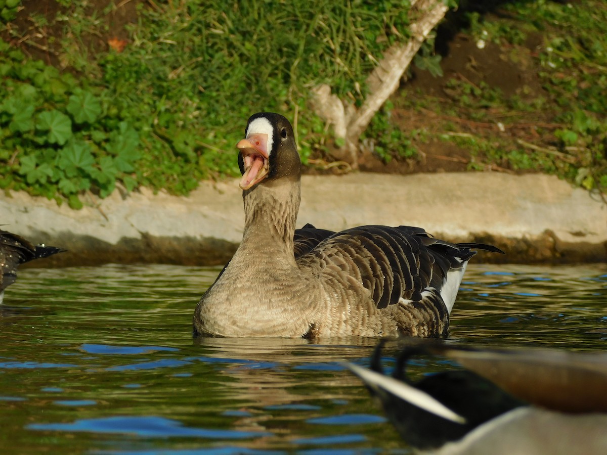 Greater White-fronted Goose - ML517482721