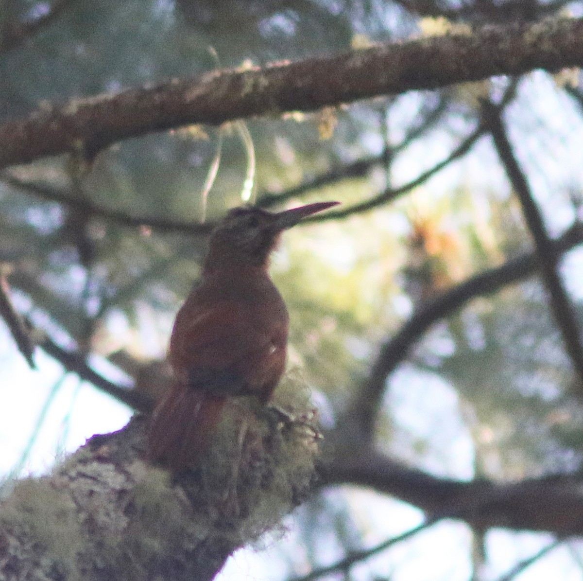 Strong-billed Woodcreeper (Central American) - Jorge Montejo
