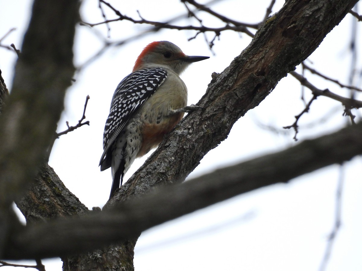 Red-bellied Woodpecker - ML517493601
