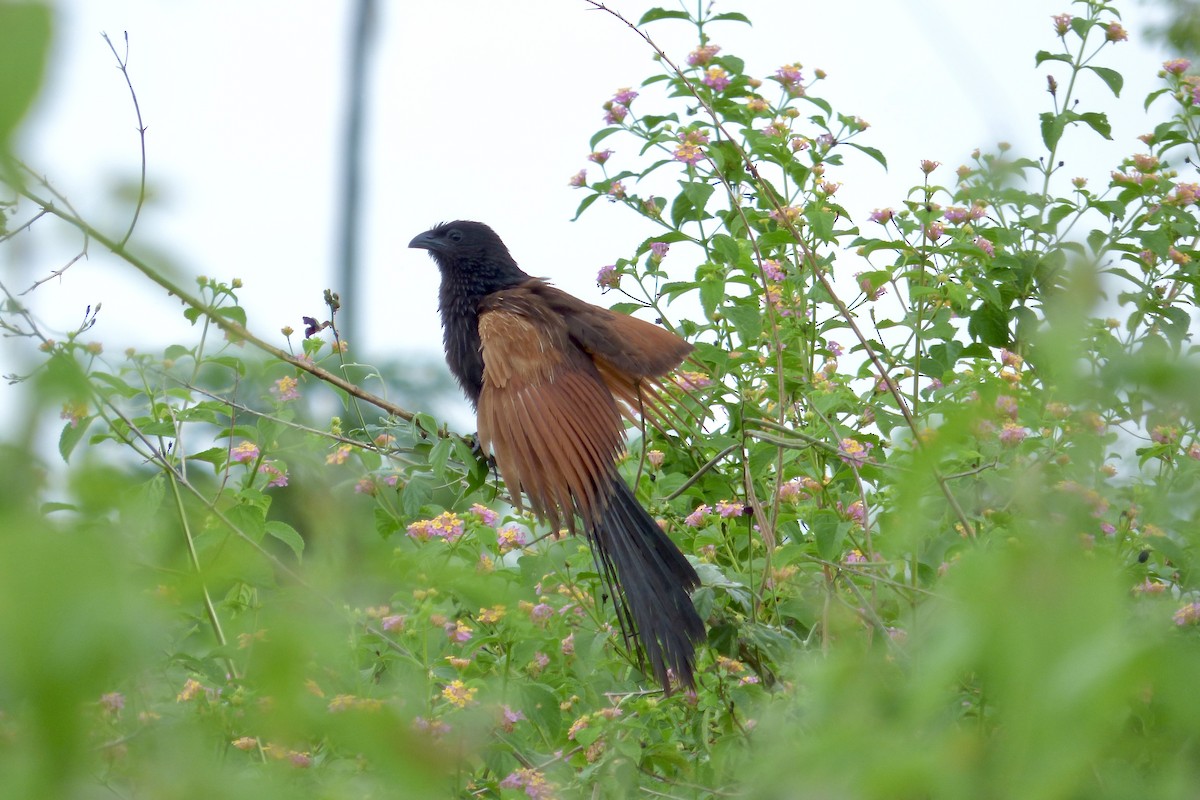 Lesser Coucal - Rich Bayldon