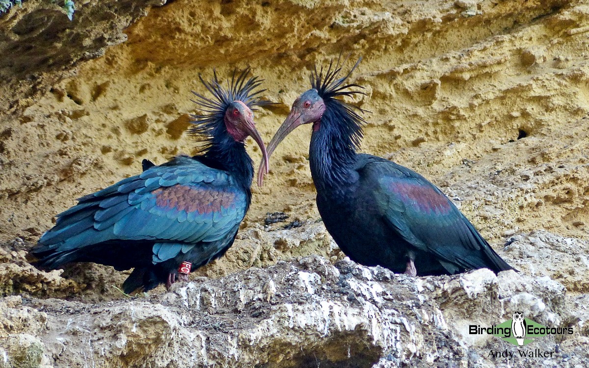Northern Bald Ibis - Andy Walker - Birding Ecotours