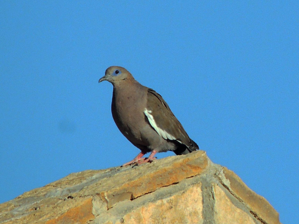 West Peruvian Dove - ML517500151