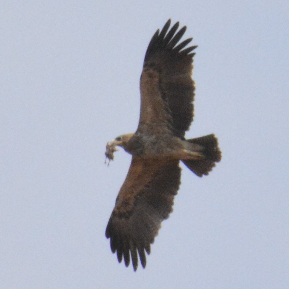 Indian Spotted Eagle - Ashish Jha