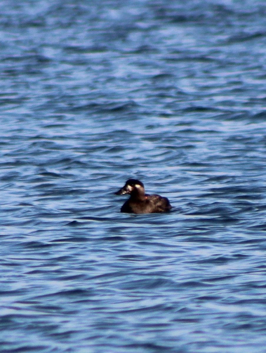 eBird Checklist - 28 Dec 2022 - Edward Vincent Ecker, Sr. County Park ...