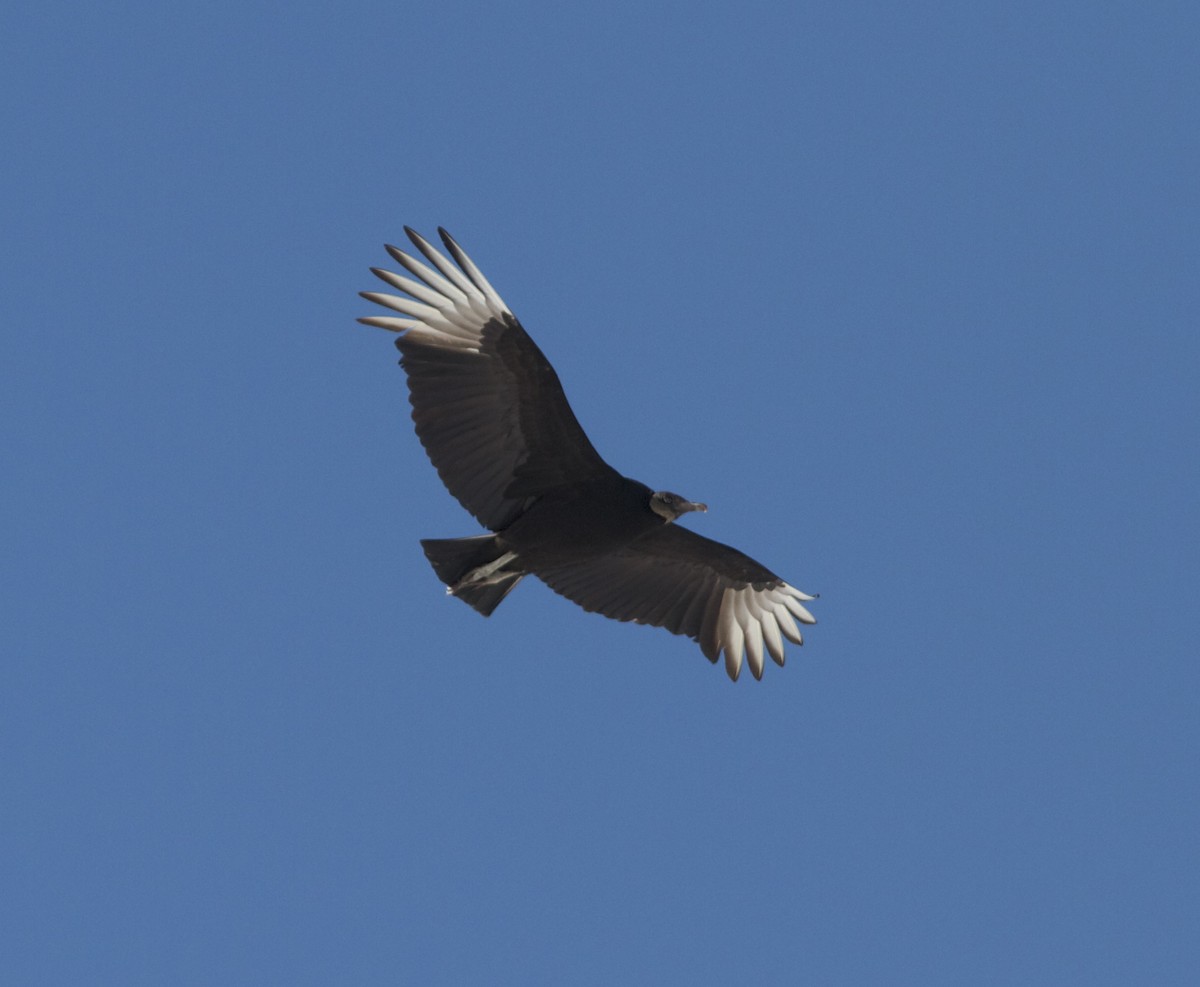 Black Vulture - ML51750881
