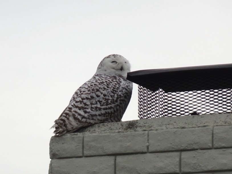 Snowy Owl - ML517509271