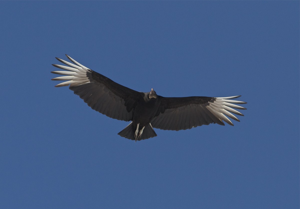 Black Vulture - Holly Merker