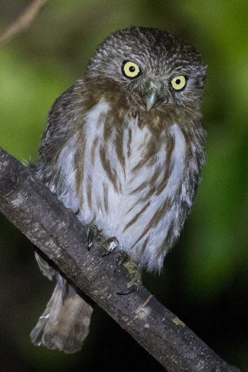 Peruvian Pygmy-Owl - Roland Pfeiffer