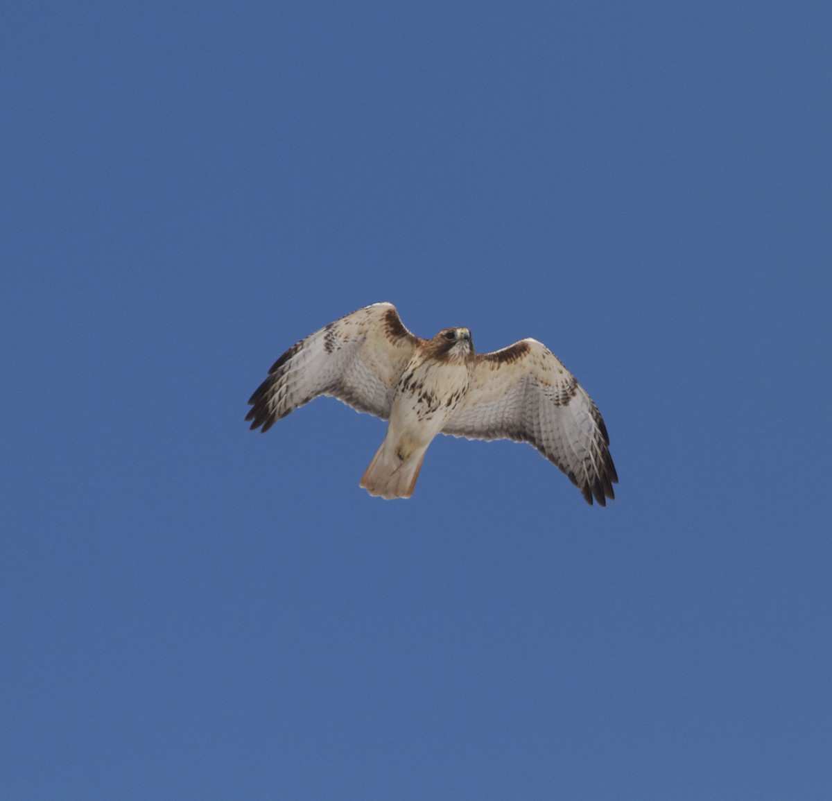 Red-tailed Hawk - ML51751441