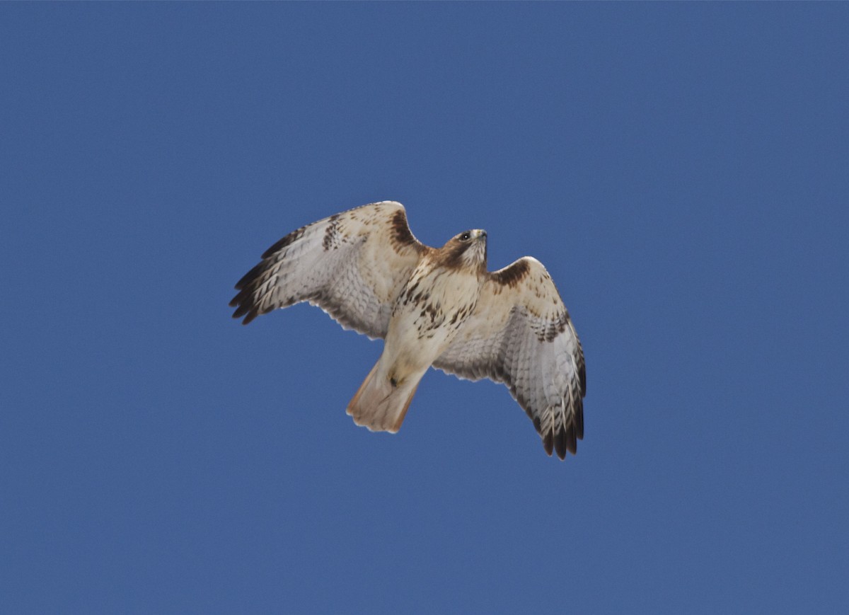 Red-tailed Hawk - ML51751471