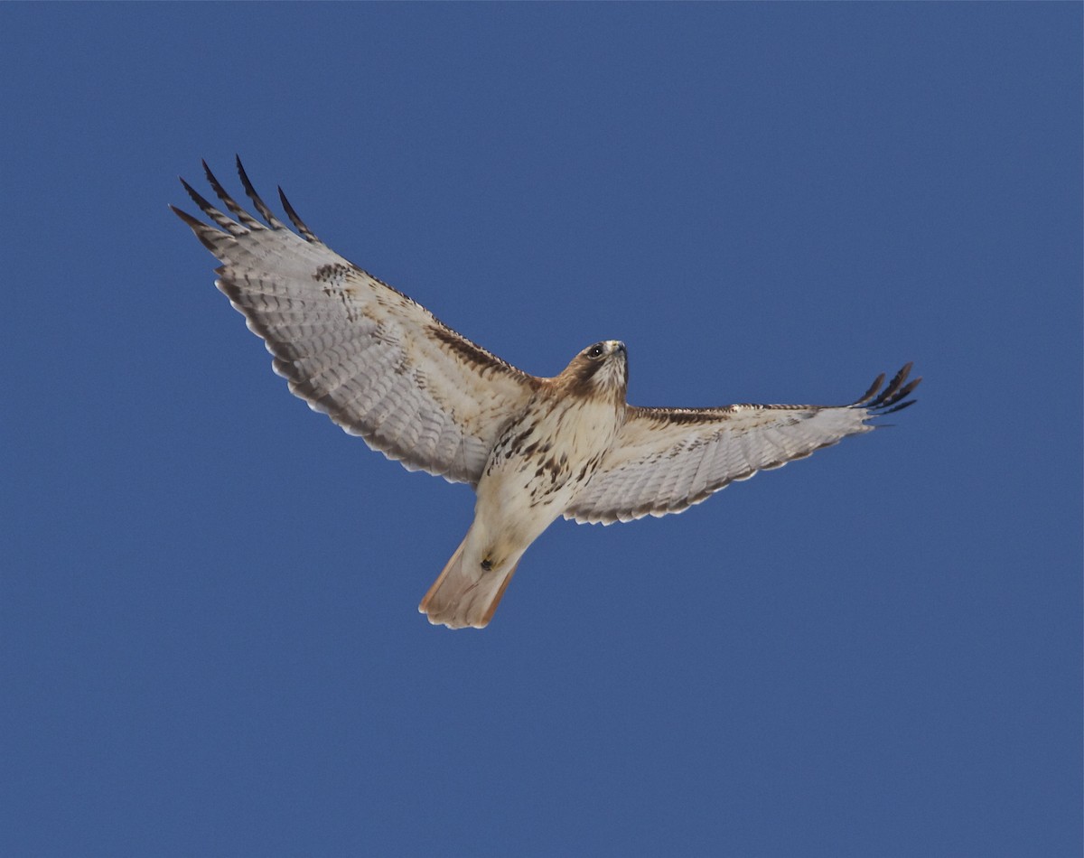 Red-tailed Hawk - ML51751561