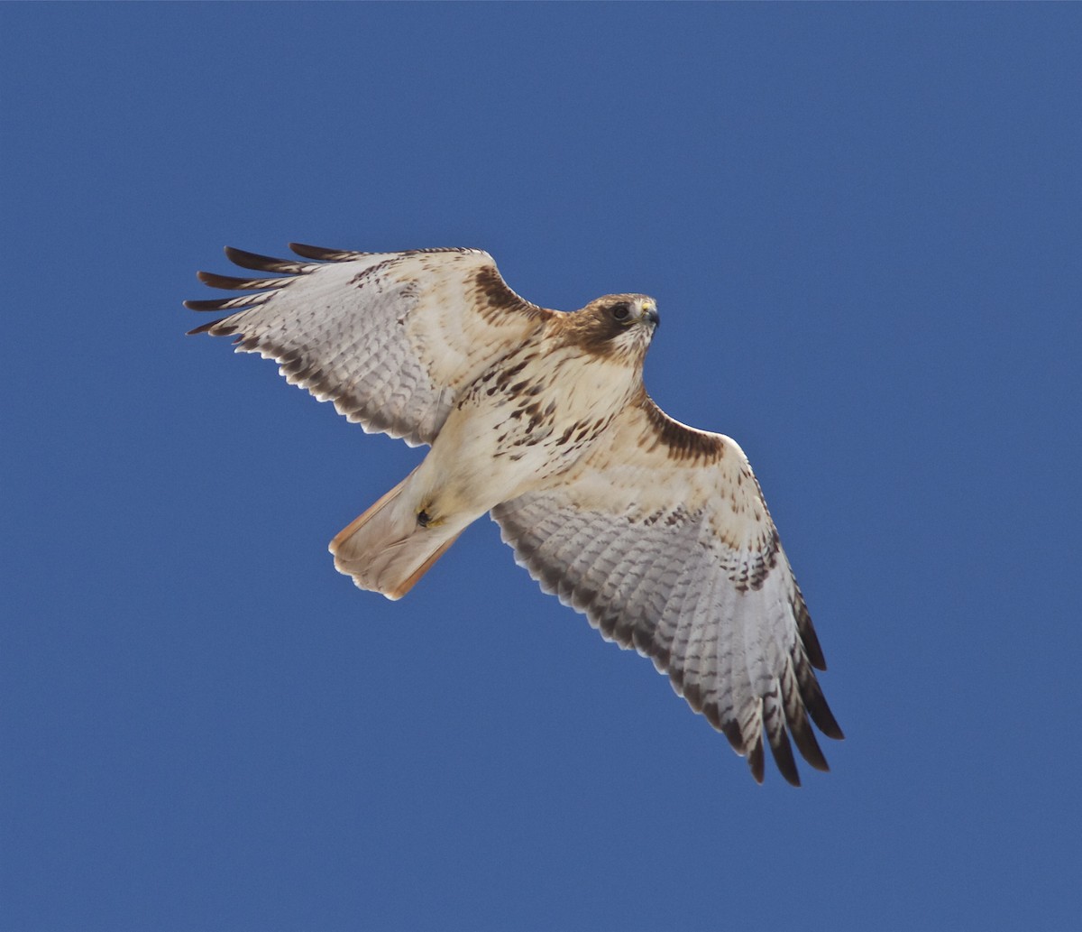 Red-tailed Hawk - ML51751671