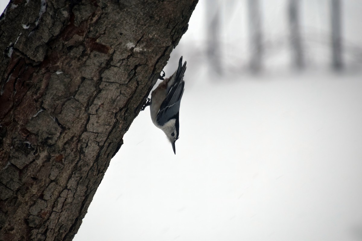 White-breasted Nuthatch - ML517516831