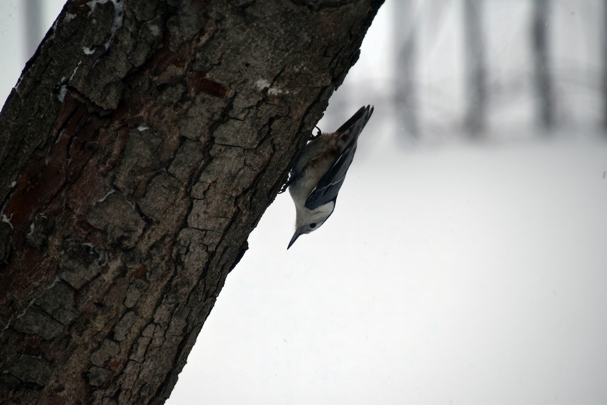 White-breasted Nuthatch - ML517516841