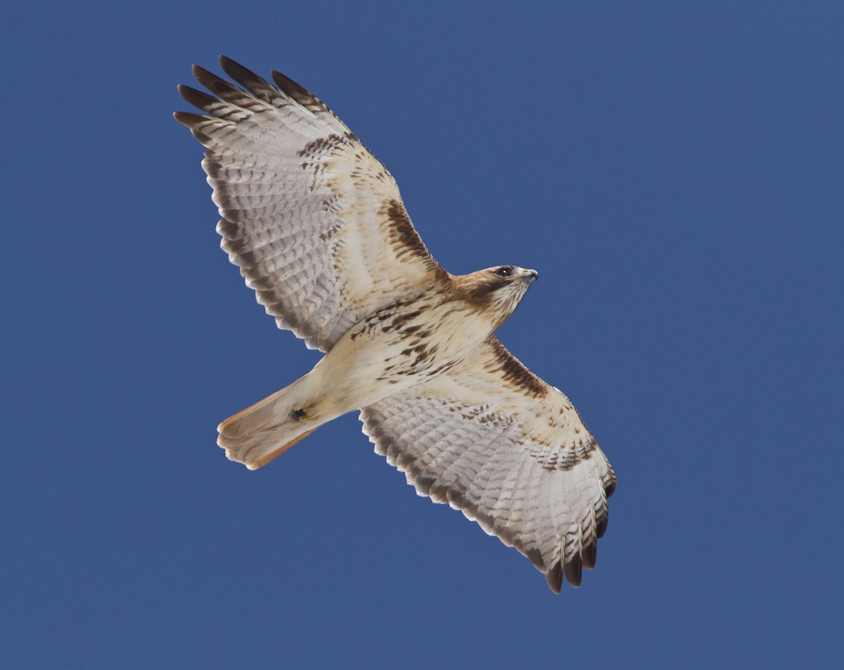 Red-tailed Hawk - ML51751771