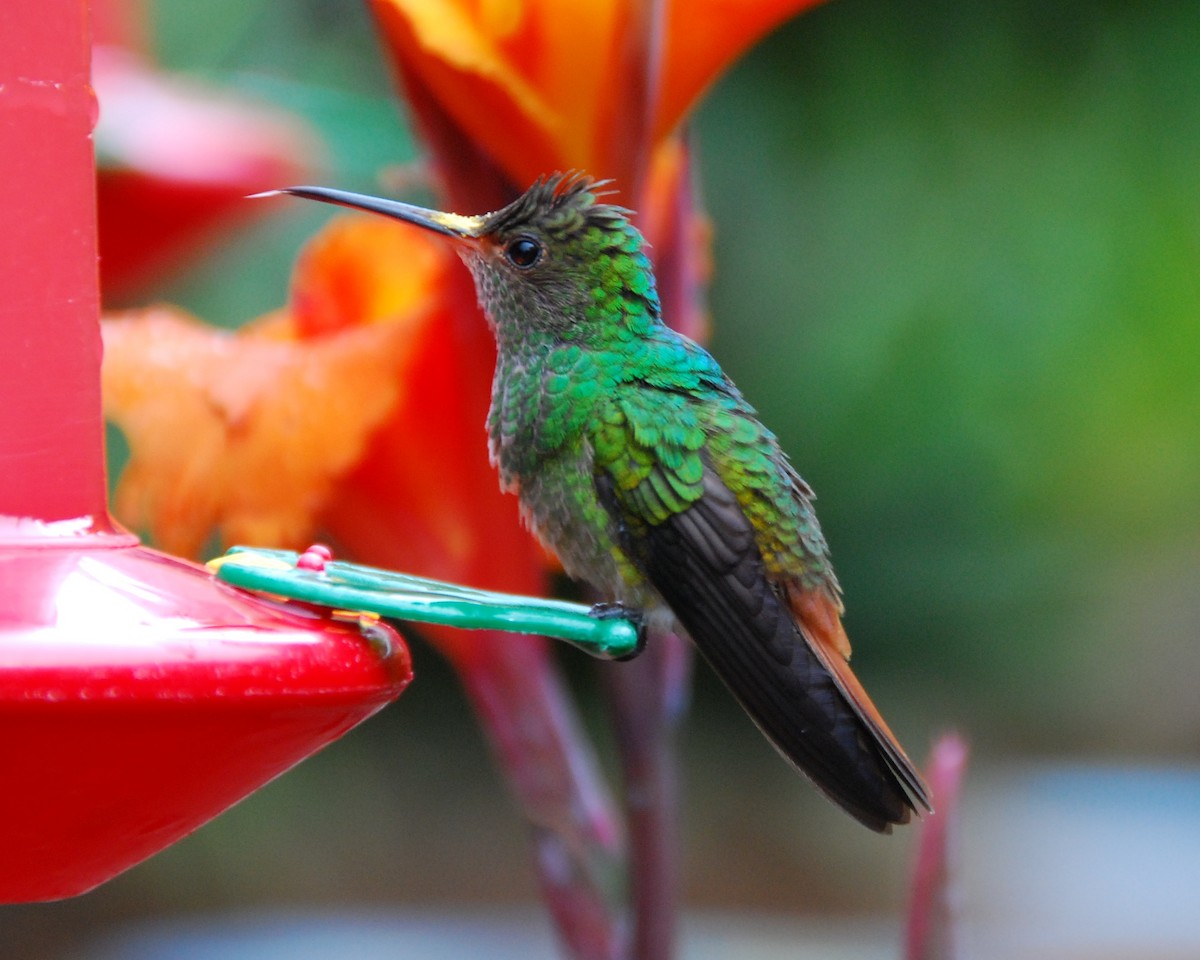 Rufous-tailed Hummingbird - Heather Pickard