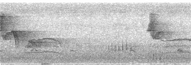 Slender-billed Oriole - ML51751991