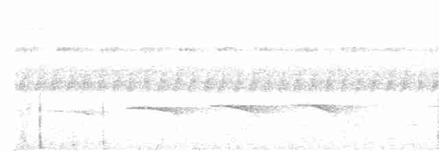 Schwarzschnabel-Ameisenvogel - ML517521991