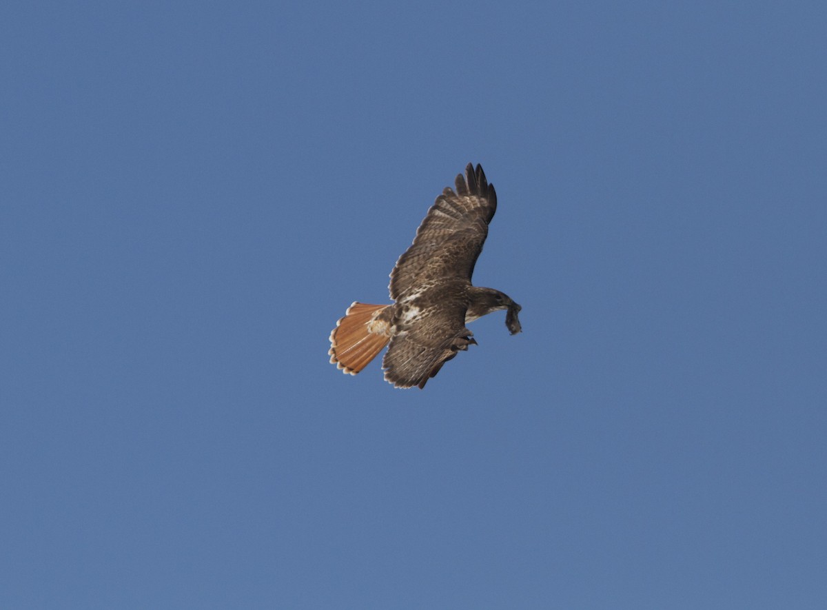 Red-tailed Hawk - ML51752261