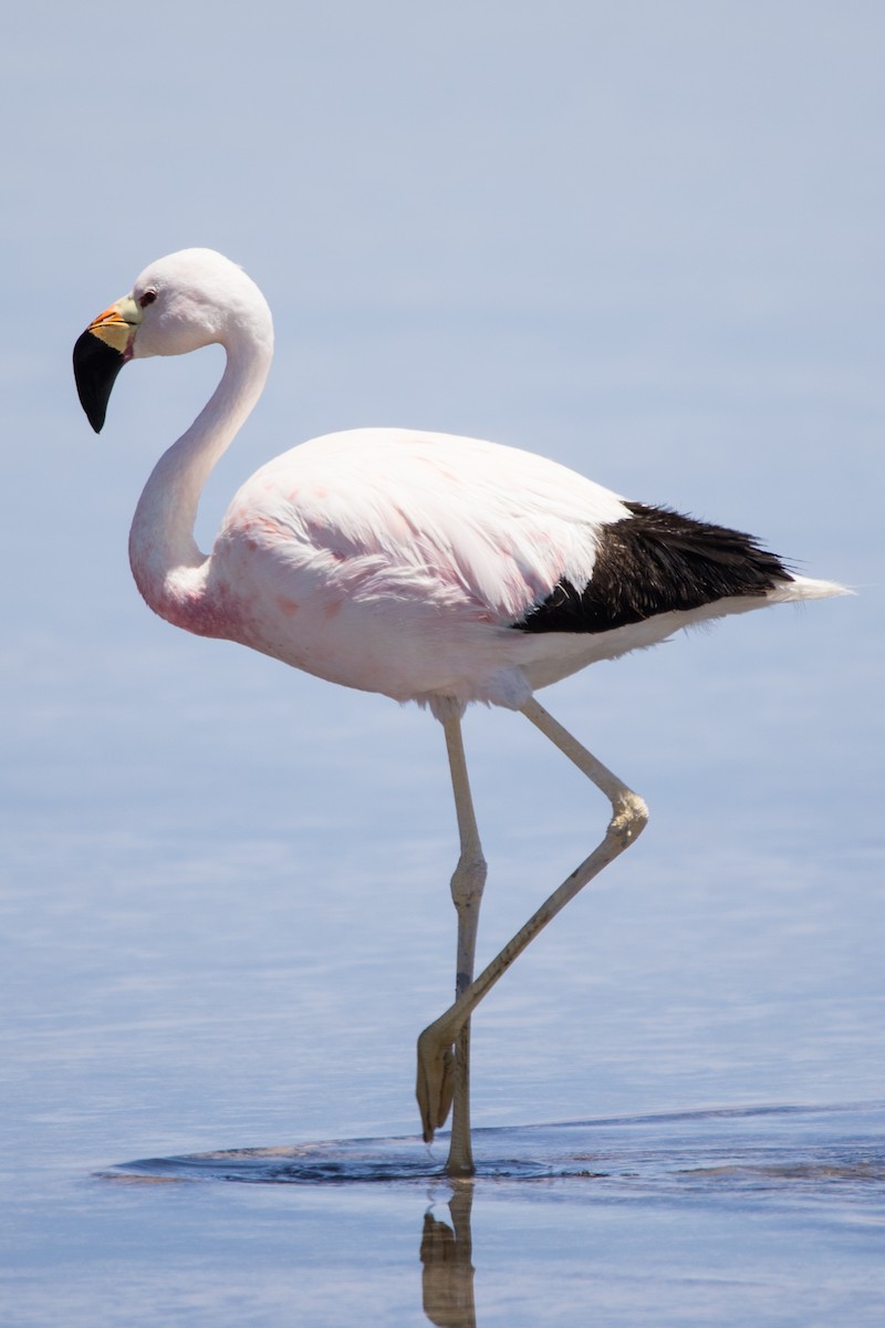 Andean Flamingo - Roland Pfeiffer