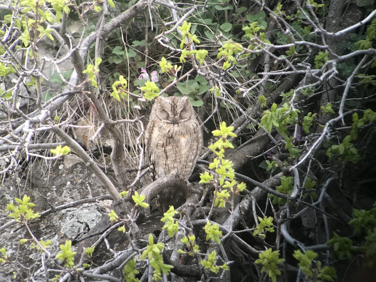 Eurasian Scops-Owl - ML517529271