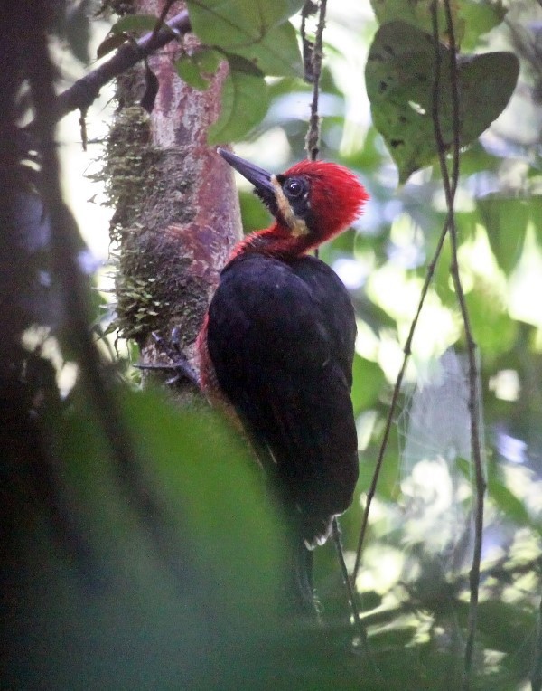 Crimson-bellied Woodpecker (Splendid) - ML517532371