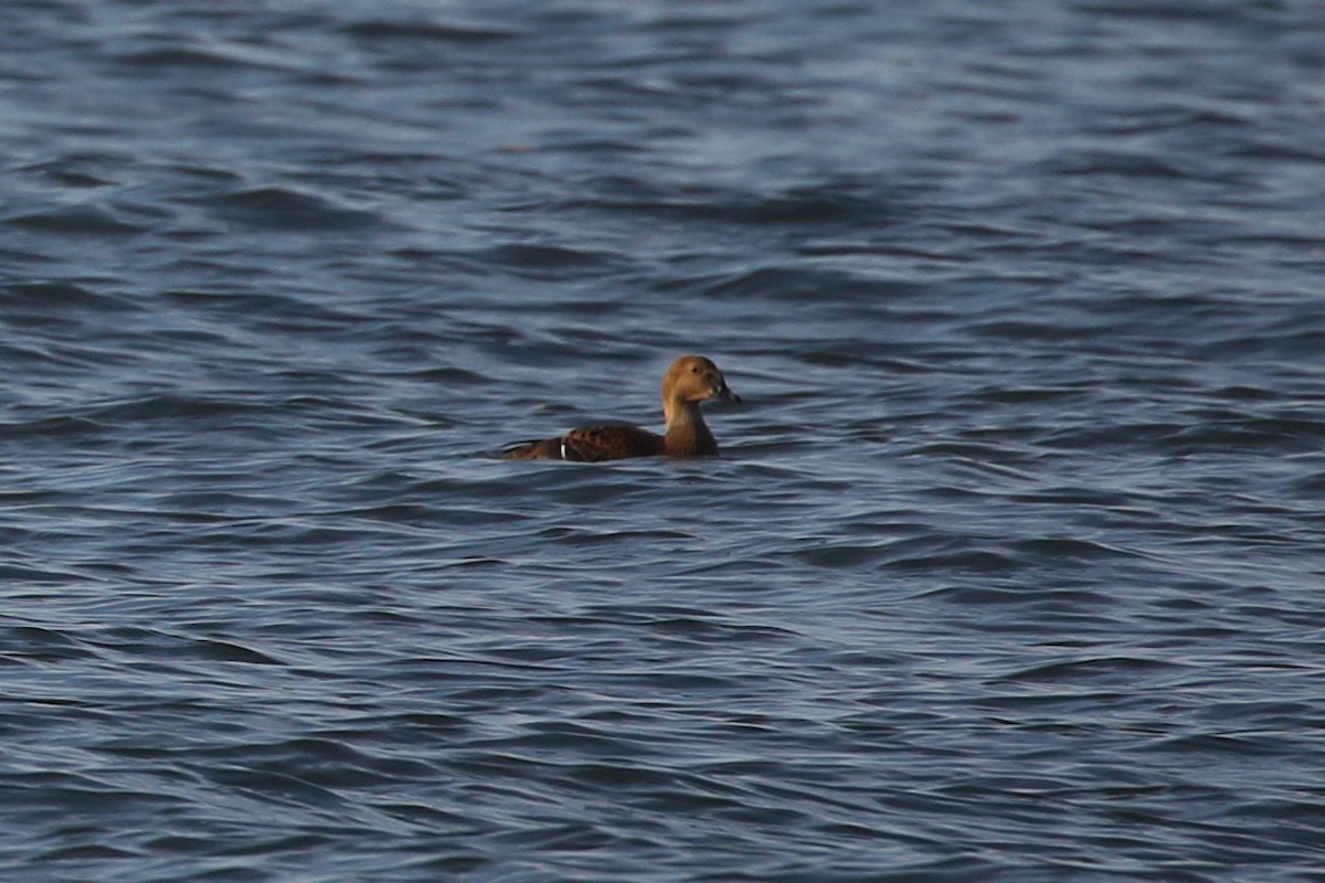 eBird Checklist 28 Dec 2022 Barnegat Lighthouse SP 30 species (+1