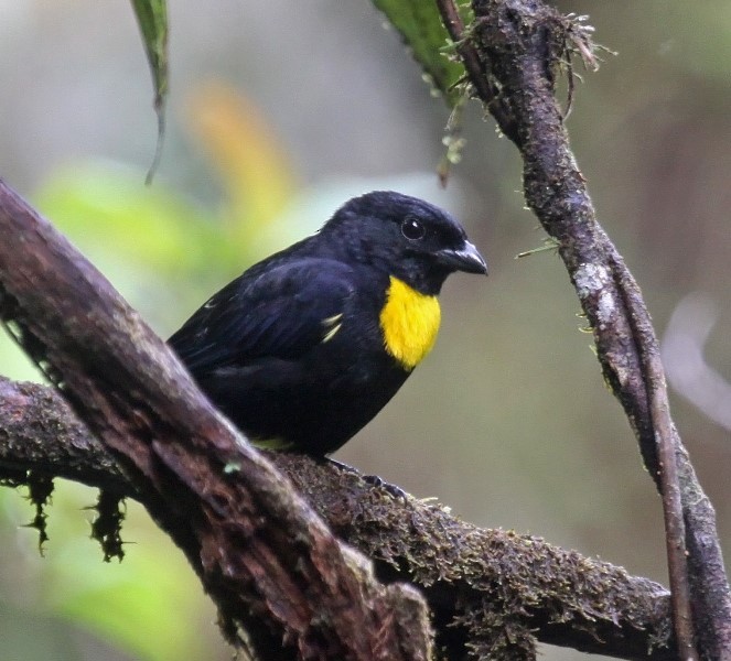 Golden-chested Tanager - ML517532601