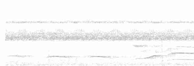 riflingspett (grammicus gr.) - ML517533981