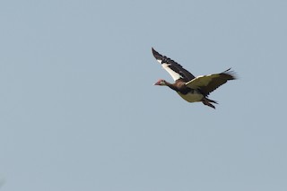 Spur-winged Goose, ML51753561