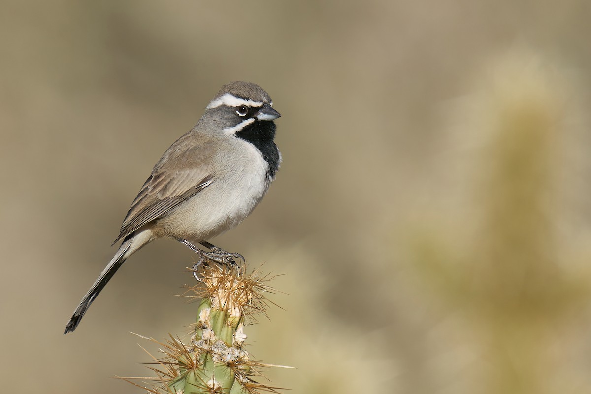 Black-throated Sparrow - Grigory Heaton